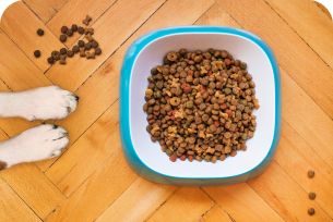 Ração para pet